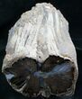 Large Blue Forest Petrified Wood Limb Section #7993-4